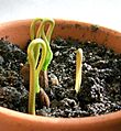 Cherimoya sprouts emerging