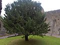 Cloister Tree