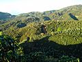 Coffee-farms-in-tarrazu-costarica