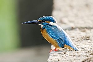 Common Kingfisher 2018.jpg