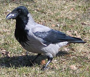 Corvus corone cornix 0379