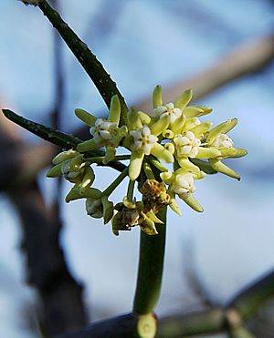 Cynanchum viminale flowers Maasai Mara.jpg