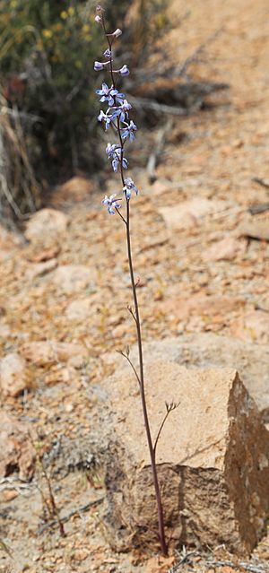 Desert larkspur Delphinium parishii plant