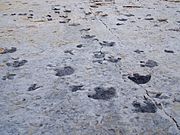 Dinosaur Ridge tracks