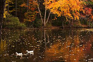 Ducks in Fall