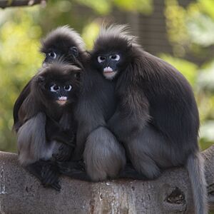 Dusky Leaf Monkeys