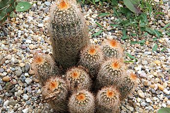 Echinocereus reichenbachii baileyi pm