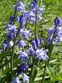 English Bluebells in Gunnersbury Triangle