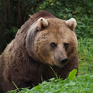 European Brown Bear