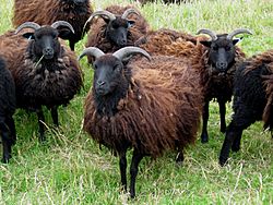 Flock of Hebridean Sheep