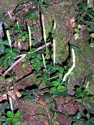 Four-leaved Peperomia Minnamurra.jpg