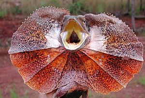 Frilled-lizard500