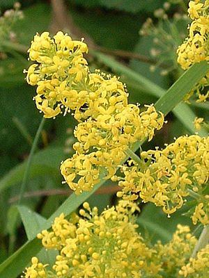 Galium verum01.jpg