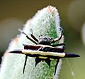 Gasteracantha fornicata. Cooktown