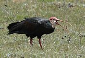 Geronticus calvus -Lesotho-8