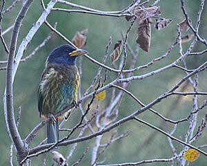 GreatBarbet