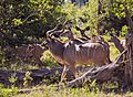 Greater kudu male with females