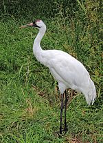 Grus americana Sasata