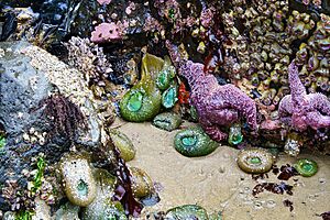 Haystack Rock Tidepools - 53061243211