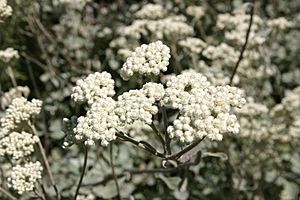 Helichrysum petiolare00.jpg