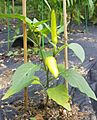 Hungarian wax pepper small plant with two peppers and flowers