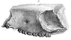 Hyracotherium leporinum.jpg