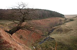 Knightslow Wood