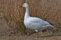 Lesser Snow Goose