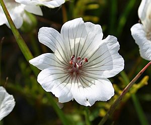 Limnanthes douglasii ssp rosea