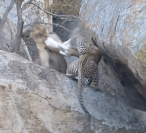 Lioness vs Leopard 9 July 2016 Latest Sightings 1