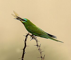 MG 1469 Blue face Bee eater INW 02