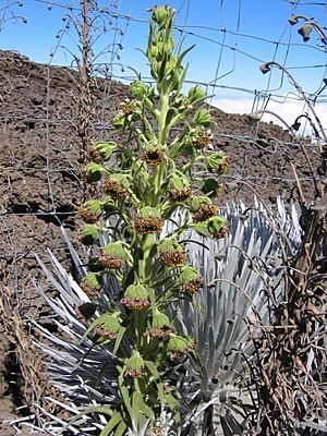 Mauna Kea silversword3.jpg