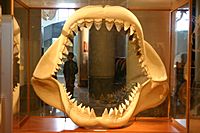 Megalodon jaw.jpg