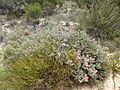 Melaleuca leptospermoides (habit)