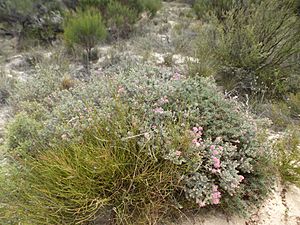 Melaleuca leptospermoides (habit).JPG