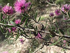 Melaleuca sclerophylla fruit