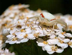 Misumena vatia female Luc Viatour 1