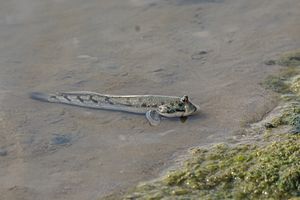 Mudskipper india