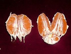 Navel orange sectioned