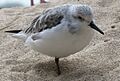 OneLeggedSanderling