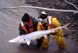 Pallid Sturgeon released 1999