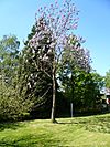 Paulownia tomentosa.jpg