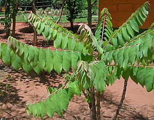 PhyllanthusEmblica