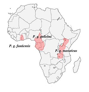 Poicephalus gulielmi - subspecies ranges in Africa.jpg