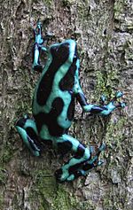 Poison dart frog panama