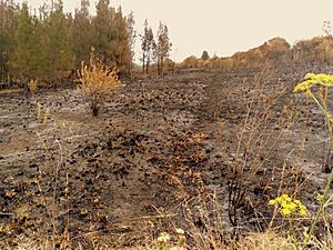 Prospect Hill bushfire