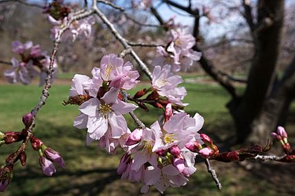 Prunus sargentii (Sargent Cherry) (33862592232)