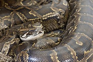 Python bivittatus (30854313993).jpg