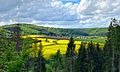 RapeseedFields