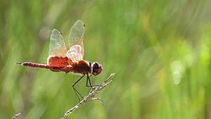 Red winged drgonfly lateral (15502701033).jpg